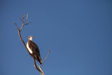 Osprey yırtıcı kuş Pandion haliaetus Naples, Florida Clam geçişte üzerinde sabah ölü bir ağaçta oturuyor.