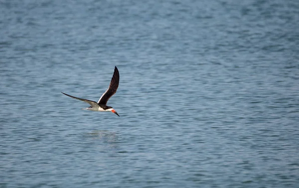 Rebanho Terns Skimmer Preto Rynchops Niger Praia Clam Pass Nápoles — Fotografia de Stock