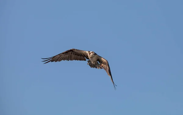 물 수리 새의 먹이 Pandion haliaetus 비행 — 스톡 사진