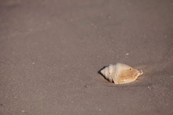 Florida Fighting Conch Strombus Alatus Shell Sand Vor Dem Meer — Stockfoto