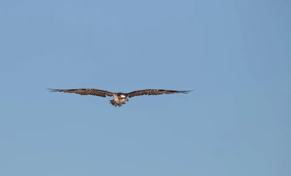 Osprey Pássaro Rapina Pandion Haliaetus Voando Através Céu Azul Sobre — Fotografia de Stock