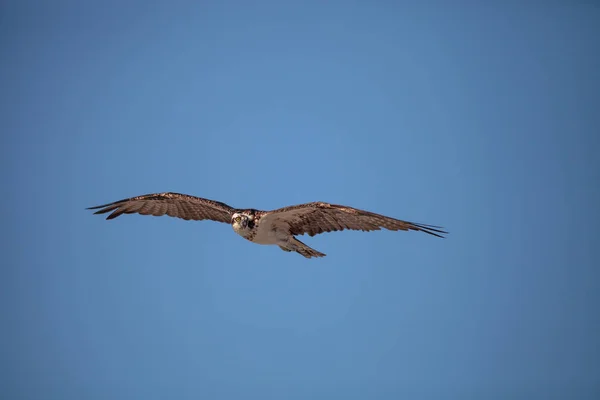 Osprey Roofvogel Pandion Haliaetus Vliegen Een Blauwe Hemel Clam Pass — Stockfoto