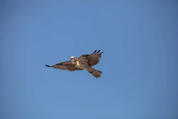 Хищная Птица Оспри Пандион Палиает Летит Голубому Небу Над Пролётом — стоковое фото