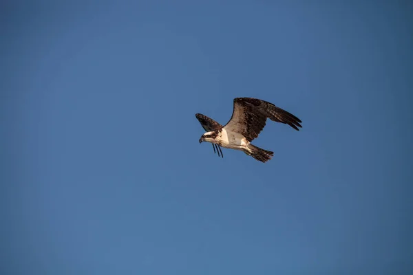 Osprey Pássaro Rapina Pandion Haliaetus Voando Através Céu Azul Sobre — Fotografia de Stock