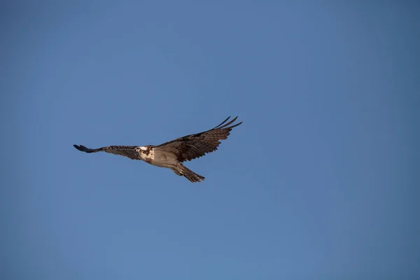 Osprey Roofvogel Pandion Haliaetus Vliegen Een Blauwe Hemel Clam Pass — Stockfoto