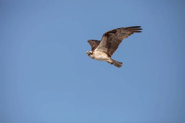 Fischadler Raubvogel Pandion Haliaetus Fliegt Morgens Über Einen Blauen Himmel — Stockfoto