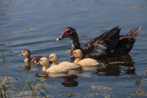 Baby Muscovy Ankungar Cairina Moschata Flock Tillsammans Damm Naples Florida — Stockfoto