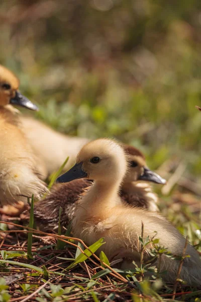 Baby Muscovy Ducklings Cairina Moschata Flock Together Pond Naples Florida — Stock Photo, Image