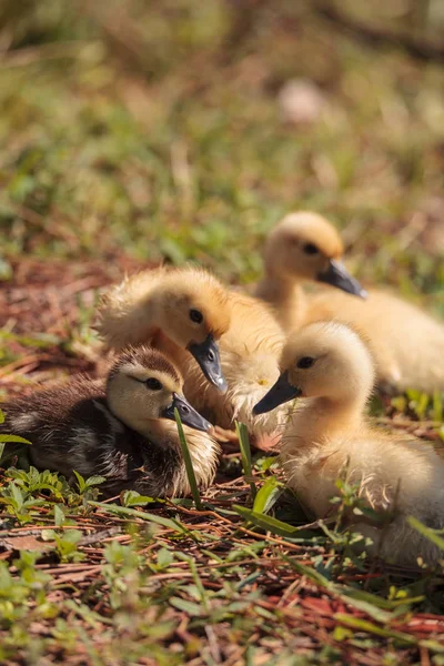 Baby Muscovy Ducklings Cairina Moschata Flock Together Pond Naples Florida — Stock Photo, Image