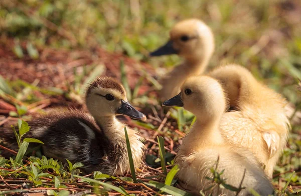 Baby Muscovy Ankungar Cairina Moschata Flock Tillsammans Damm Naples Florida — Stockfoto