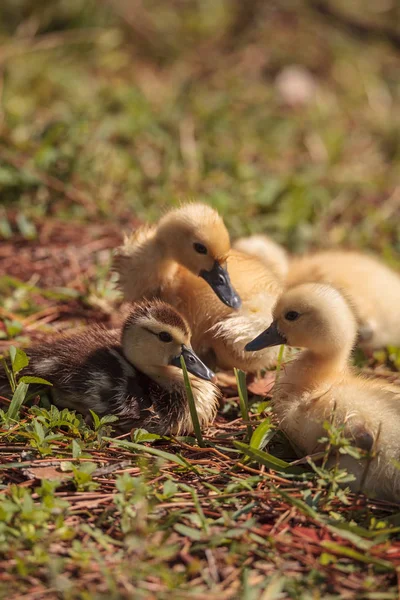 Baby Muscovy Ducklings Cairina Moschata Flock Together Pond Naples Florida — Stock Photo, Image