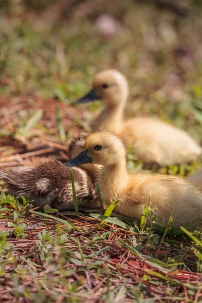 Bébé Canetons Moscou Cairina Moschata Troupeau Ensemble Dans Étang Naples — Photo