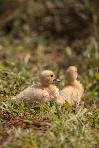 Dítě Pižmových Kachňata Cairina Moschata Stádo Pohromadě Rybníku Naples Floridě — Stock fotografie