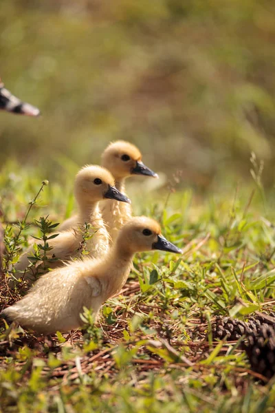 Baby Muscovy Ankungar Cairina Moschata Flock Tillsammans Damm Naples Florida — Stockfoto