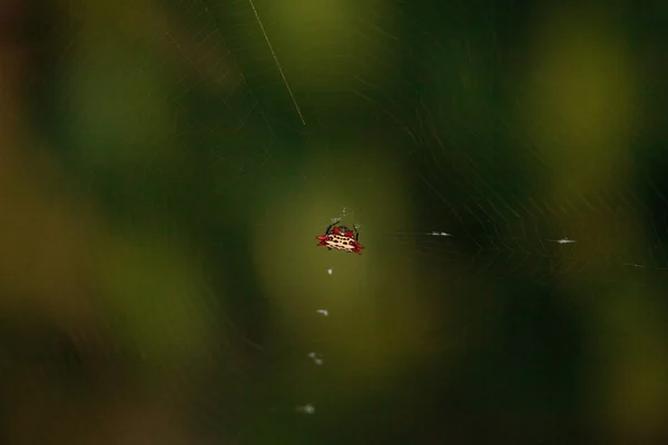 Femelle Rouge Blanc Noir Spiny Orb Weaver Spider Gasteracantha Bonita — Photo