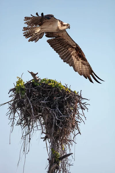 Orlovec Říční Dravec Pandion Haliaetus Přeletem Hnízdo Nad Škeble Předat — Stock fotografie