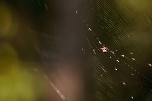 Feminino Vermelho Branco Preto Spiny Orb Weaver Spider Gasteracantha Bonita — Fotografia de Stock