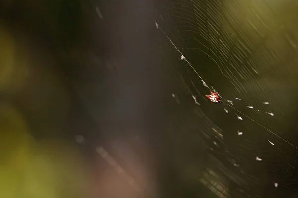 Samice Červená Bílá Černá Ostnaté Koule Weaver Spider Gasteracantha Bonita — Stock fotografie