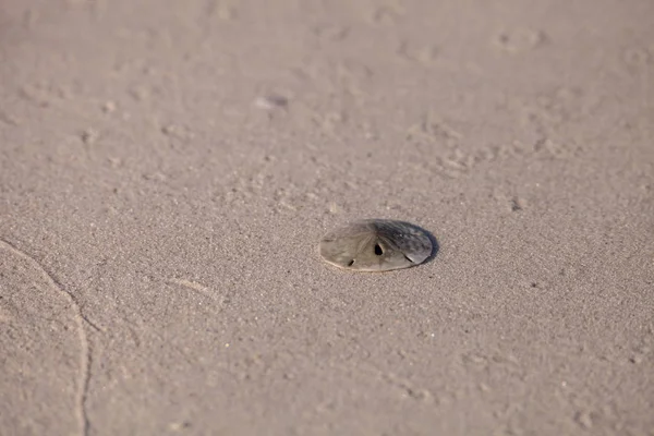 Флорида Замочной Скважины Песчаный Доллар Меллита Quinquiesperforata Скорлупа Песке Перед — стоковое фото