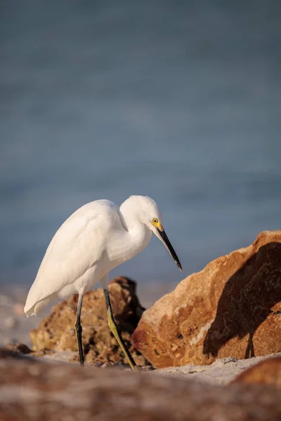 Seidenreiher Egretta Thula Vogel Jagt Fische Meer Delnor Wiggins Pass — Stockfoto