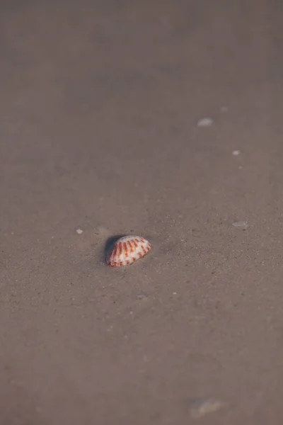 Sunray Αφροδίτη Macrocallista Nimbosa Sea Shell Στην Άμμο Μπροστά Στον — Φωτογραφία Αρχείου