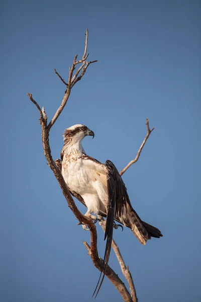 Osprey Bird Prey Pandion Haliaetus Sits Dead Tree Clam Pass — Stock Photo, Image
