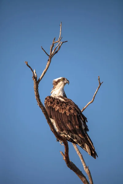 Rovfågel För Fiskgjuse Pandion Haliaetus Sitter Ett Dött Träd Över — Stockfoto