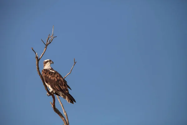 Хищная птица-оспрей Пандион палиат сидит на мертвом дереве — стоковое фото