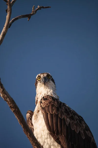 Osprey pássaro de rapina Pandion haliaetus senta-se em uma árvore morta — Fotografia de Stock