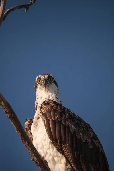 Osprey yırtıcı kuş Pandion haliaetus ölü bir ağaçta oturuyor — Stok fotoğraf