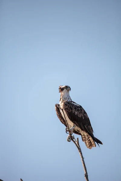 Osprey Pássaro Rapina Pandion Haliaetus Senta Uma Árvore Morta Sobre — Fotografia de Stock