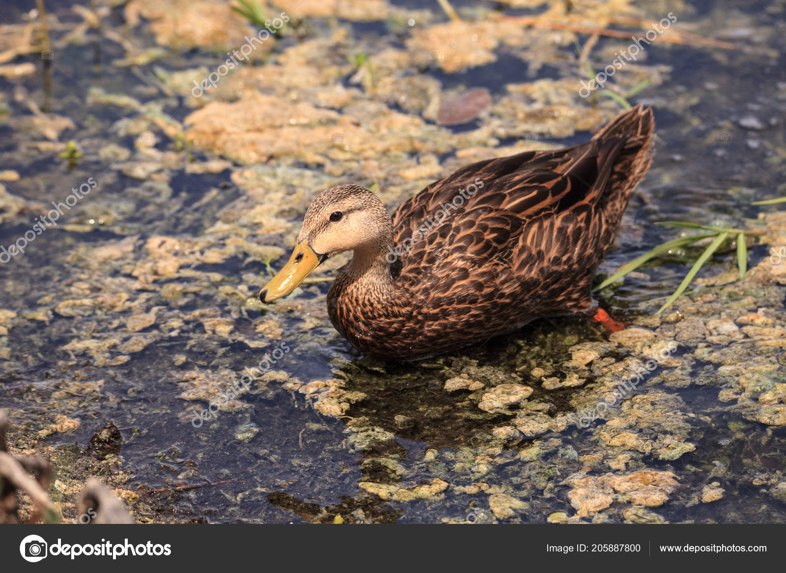 Florida Duck Identification Chart