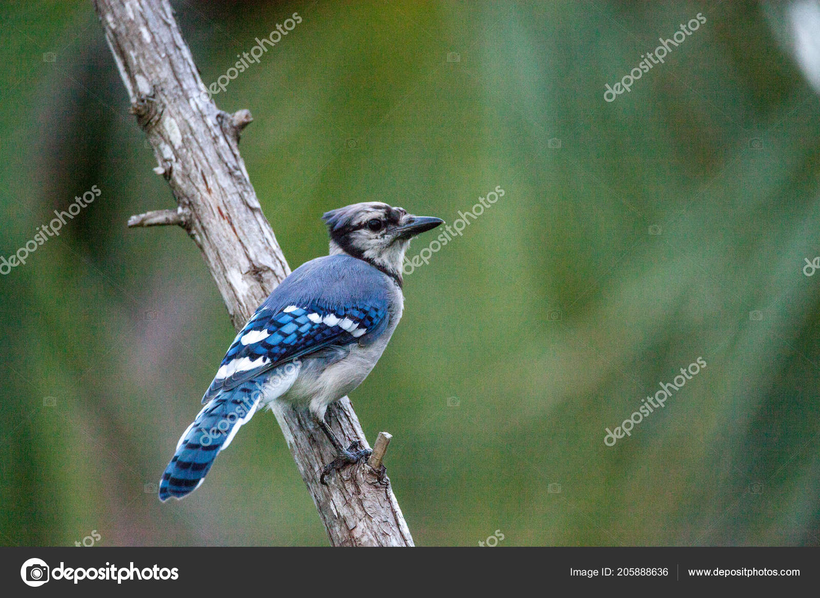 Blue Jay Bird Cyanocitta Cristata Perches Branch Naples Florida Summer Stock Photo By C Stephstarr9363 Gmail Com Blue Jay Bird Cyanocitta Cristata Perches Branch Naples Florida Summer Stock Photo By C Stephstarr9363 Gmail Com