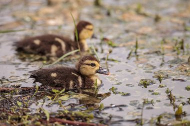 Küçük kahverengi bebek Misk ördek yavrusu Cairina moschata flok yaz Naples, Florida bir su birikintisi içinde birlikte.