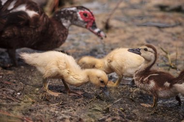 Yaz aylarında bebek Misk ördek yavrusu Cairina moschata Naples, Florida bir havuzda sarı.