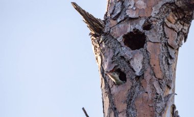 Kırmızı karınlı ağaçkakan Melanerpes carolinus piliç ebeveynlerinden Naples, Florida, yuva delikten yemek için yalvarır.