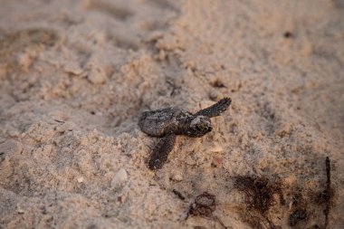 Civciv bebek Caretta Deniz kaplumbağaları Caretta caretta onların yuvadan tırmanmak ve Naples, Florida Clam Pass plajda gece karanlığında okyanusa onların yol yapmak