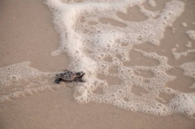 Civciv bebek Caretta Deniz kaplumbağaları Caretta caretta onların yuvadan tırmanmak ve Naples, Florida Clam Pass plajda gece karanlığında okyanusa onların yol yapmak