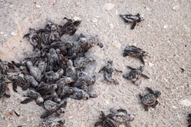 Civciv bebek Caretta Deniz kaplumbağaları Caretta caretta onların yuvadan tırmanmak ve Naples, Florida Clam Pass plajda gece karanlığında okyanusa onların yol yapmak