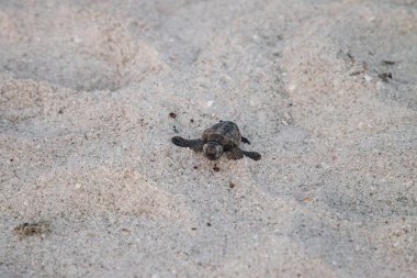 Civciv bebek Caretta Deniz kaplumbağaları Caretta caretta onların yuvadan tırmanmak ve Naples, Florida Clam Pass plajda gece karanlığında okyanusa onların yol yapmak
