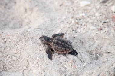 Hatchling baby loggerhead sea turtles Caretta caretta climb out  clipart