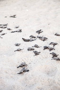 Civciv bebek Caretta Deniz kaplumbağaları Caretta caretta tırmanmak 