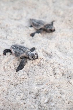 Civciv bebek Caretta Deniz kaplumbağaları Caretta caretta onların yuvadan tırmanmak ve Naples, Florida Clam Pass plajda gece karanlığında okyanusa onların yol yapmak