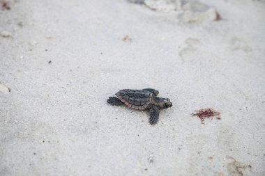 Hatchling baby loggerhead sea turtles Caretta caretta climb out of their nest and make their way to the ocean at dusk on Clam Pass Beach in Naples, Florida clipart