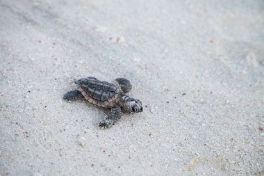 Hatchling baby loggerhead sea turtles Caretta caretta climb out of their nest and make their way to the ocean at dusk on Clam Pass Beach in Naples, Florida clipart