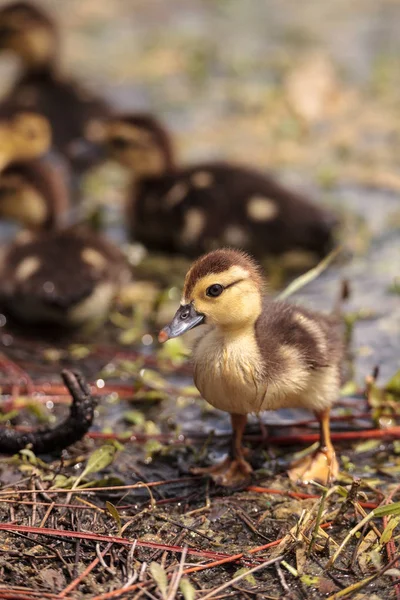 Liten Brun Baby Myskänder Ankungar Cairina Moschata Flock Tillsammans Damm — Stockfoto