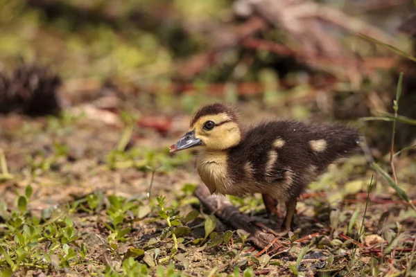 Malé Hnědé Baby Pižmových Kachňata Cairina Moschata Stádo Pohromadě Rybníku — Stock fotografie