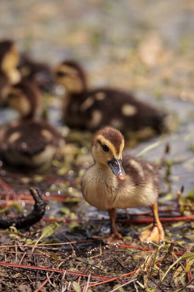 Little brown Baby Muscovy ducklings Cairina moschata flock together in a pond in Naples, Florida in summer.