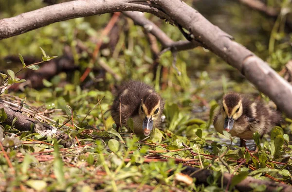 Little Brown Baby Muscovy Ducklings Cairina Moschata Flock Together Pond — Stock Photo, Image