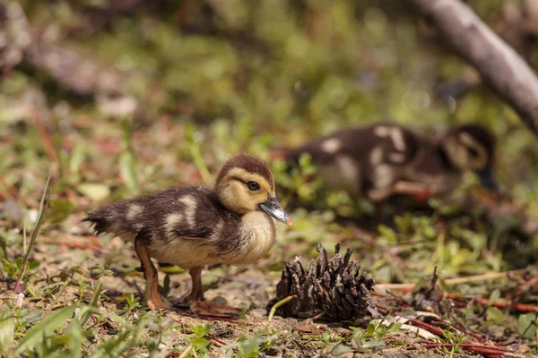 Little Brown Baby Muscovy Ducklings Cairina Moschata Flock Together Pond — Stock Photo, Image